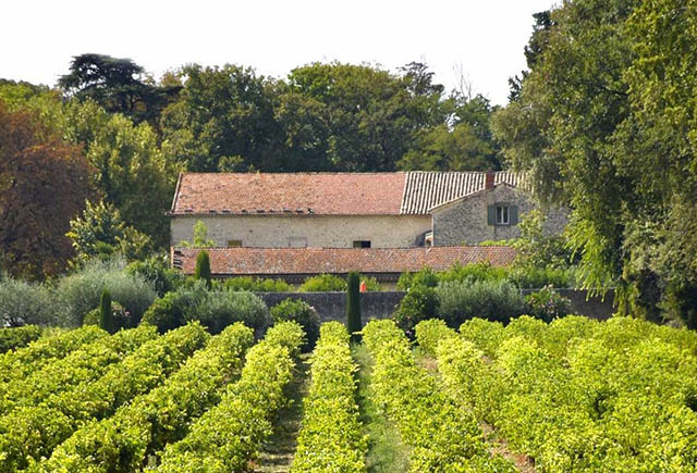vignes-vertes-fond-domaine2