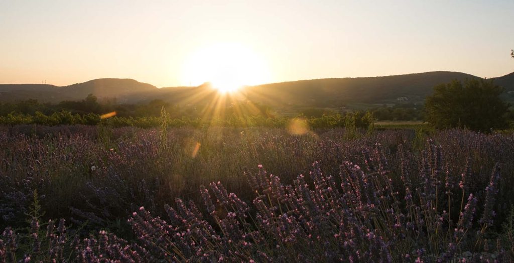 vigneron petit producteur local